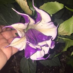 Meet your Posher, Joann